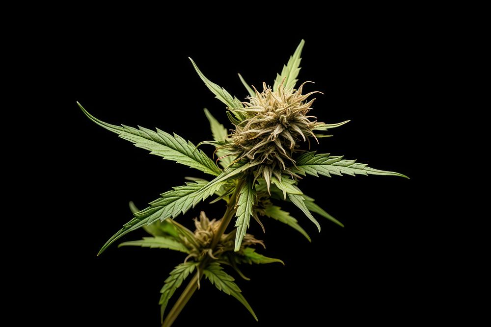 Cannabis flower plant leaf. AI generated Image by rawpixel.