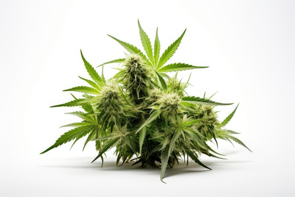 Cannabis plant leaf bud. AI generated Image by rawpixel.