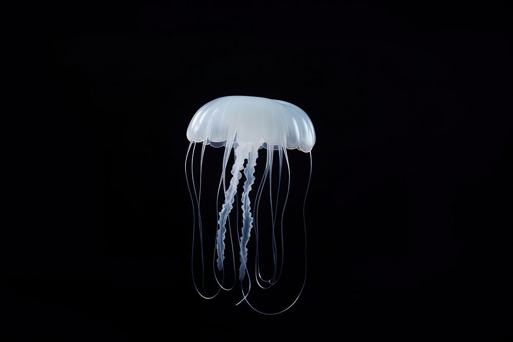 Jellyfish animal invertebrate zooplankton. AI generated Image by rawpixel.