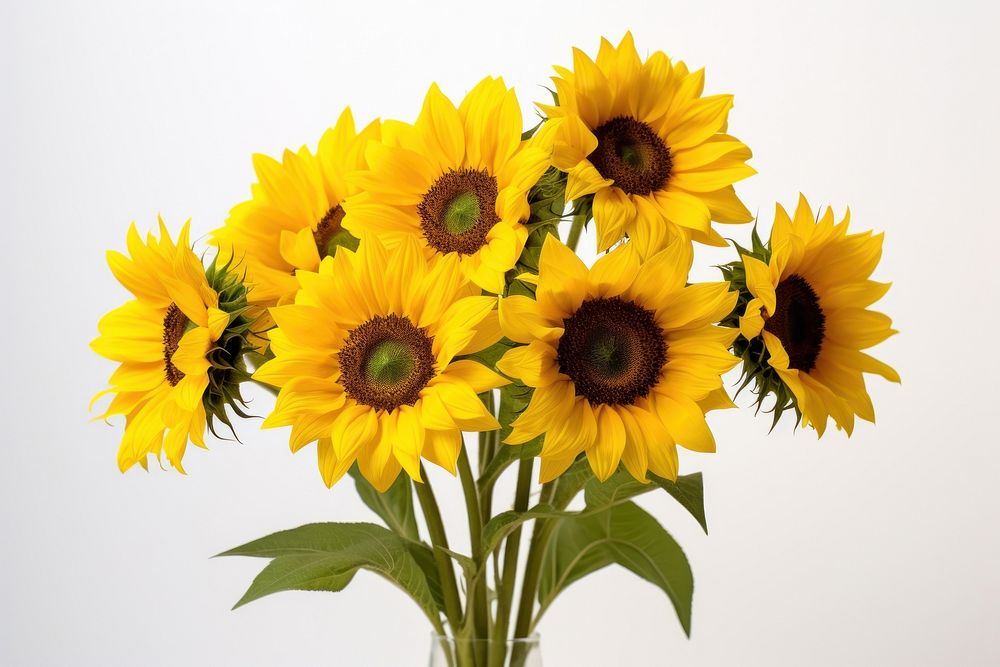 Sunflower plant inflorescence asterales. 