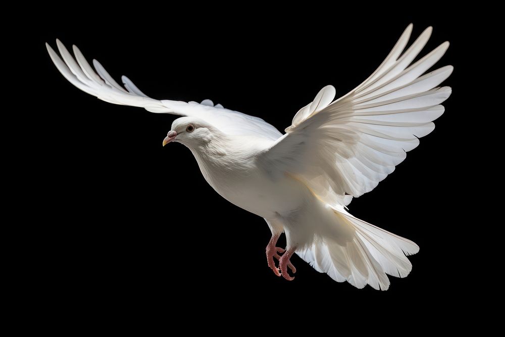 Animal flying pigeon white. AI generated Image by rawpixel.