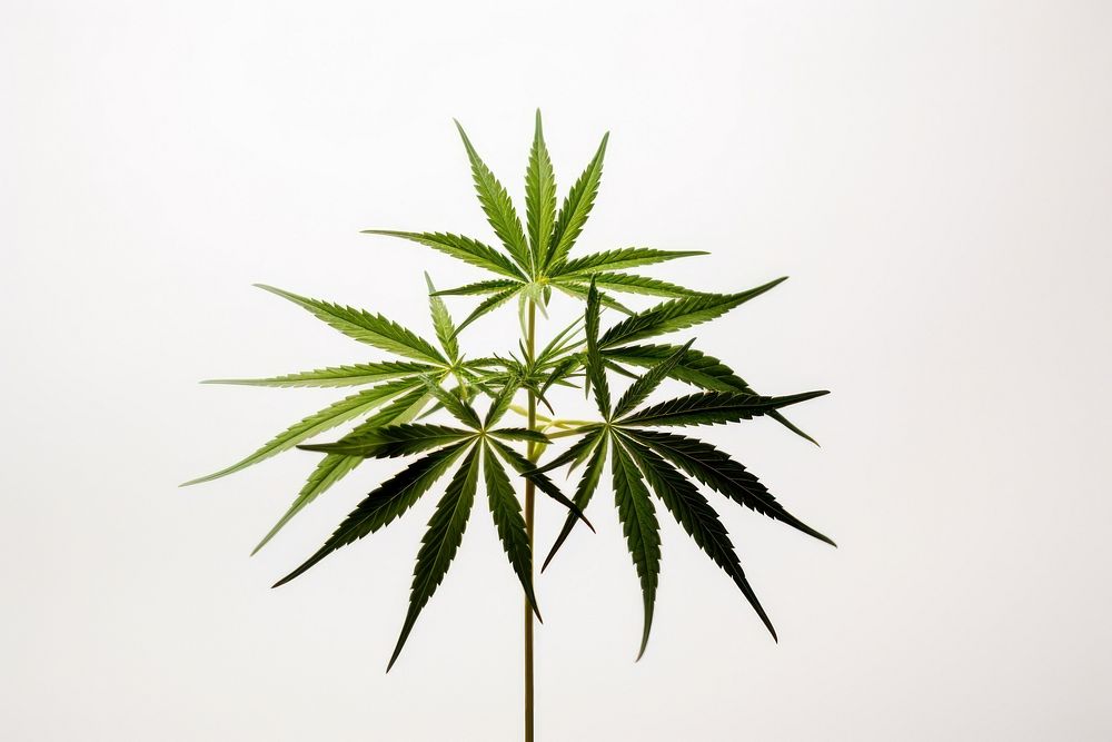 Cannabis plant leaf freshness. AI generated Image by rawpixel.