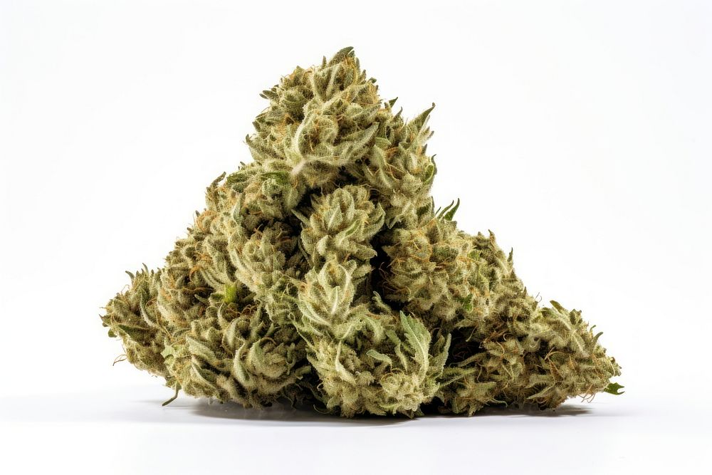 Bud narcotic cannabis plant. 