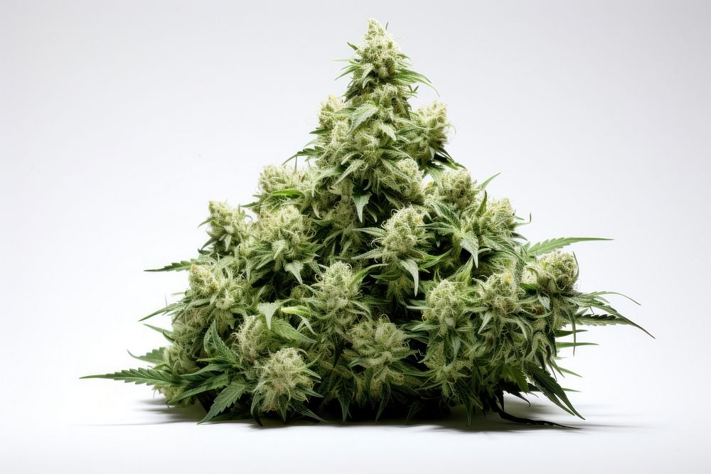 Cannabis narcotic plant leaf. AI generated Image by rawpixel.