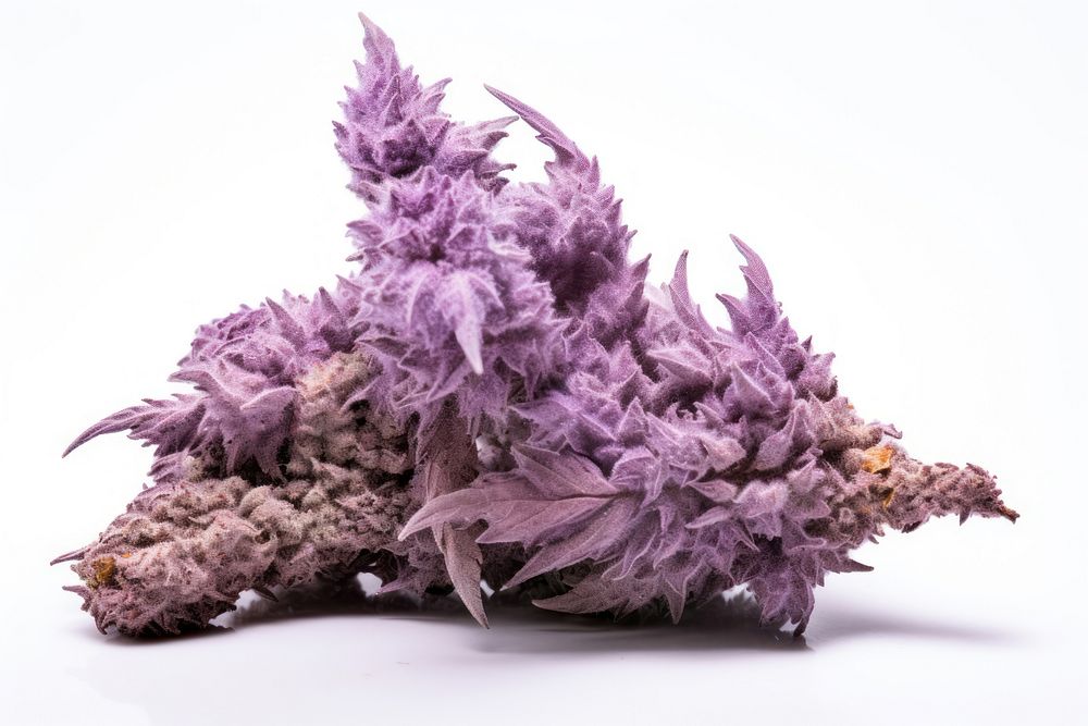Purple cannabis flower plant. AI generated Image by rawpixel.