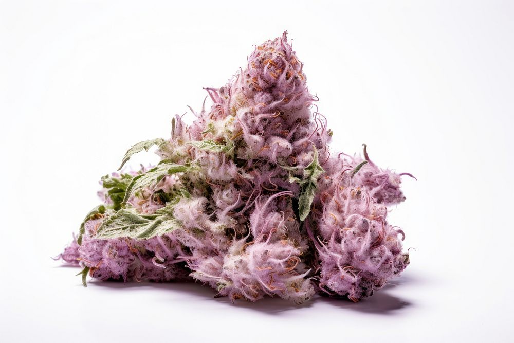 Cannabis flower purple plant. AI generated Image by rawpixel.