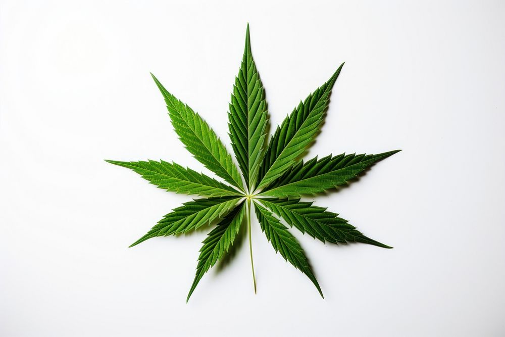 Cannabis plant herbs leaf. AI generated Image by rawpixel.