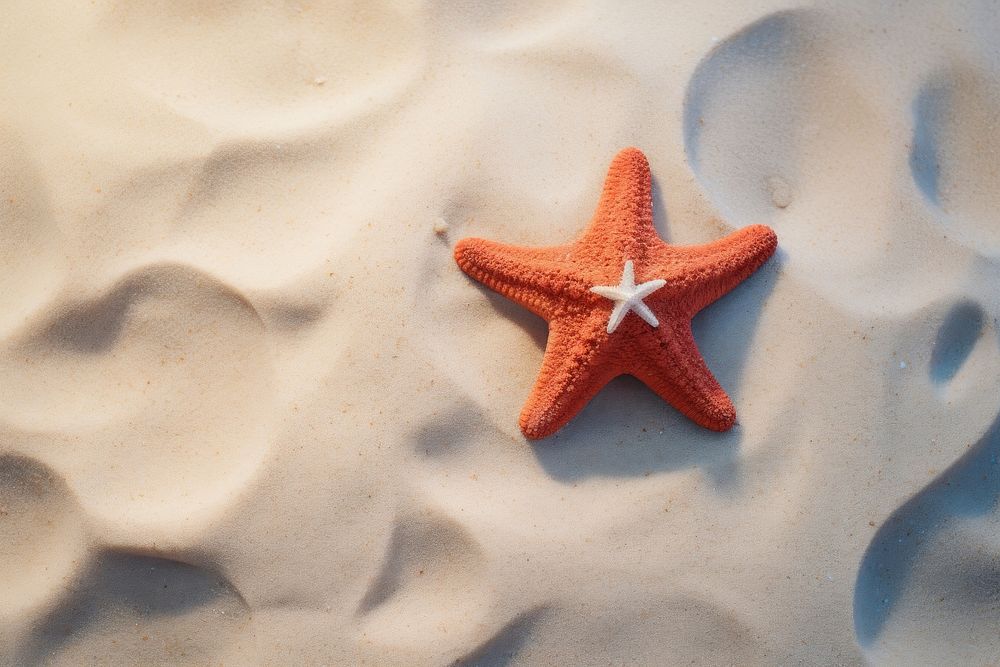 Starfish outdoors nature sand. AI generated Image by rawpixel.