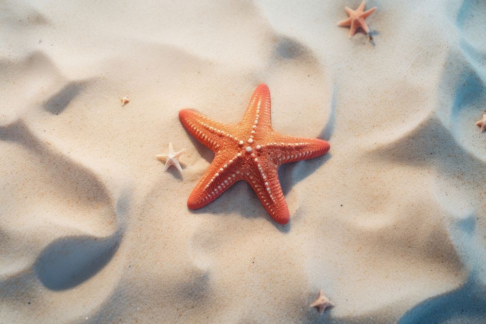 Starfish outdoors nature sand. 