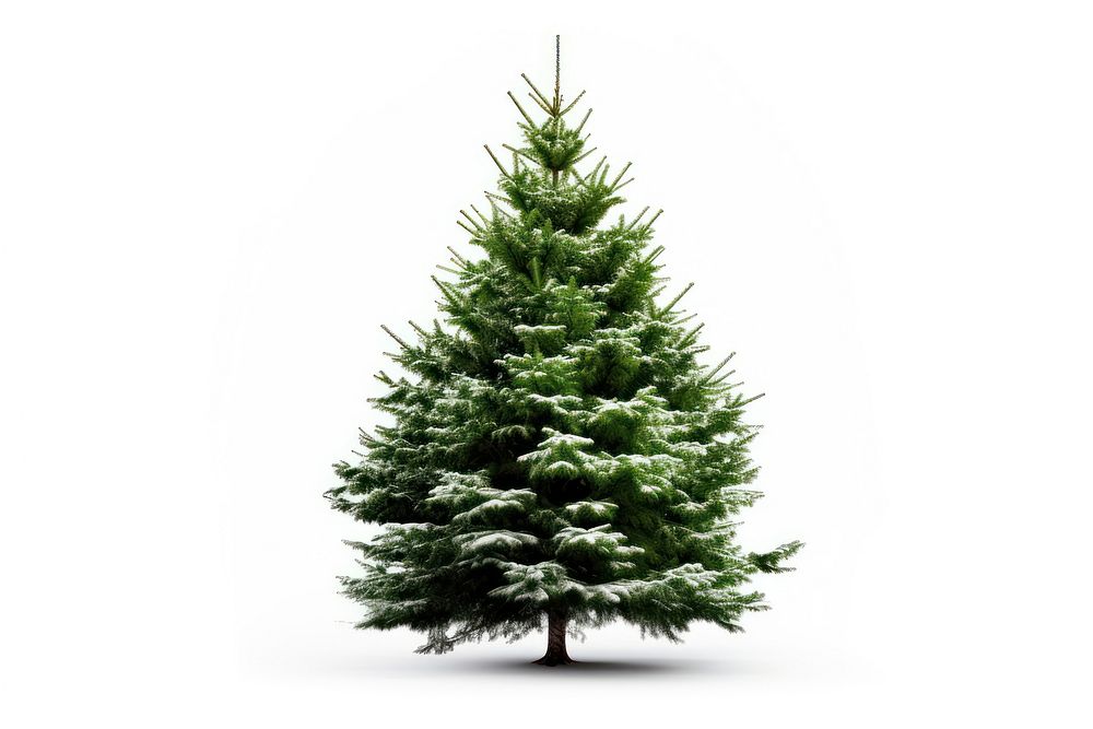 Tree christmas plant white. AI generated Image by rawpixel.