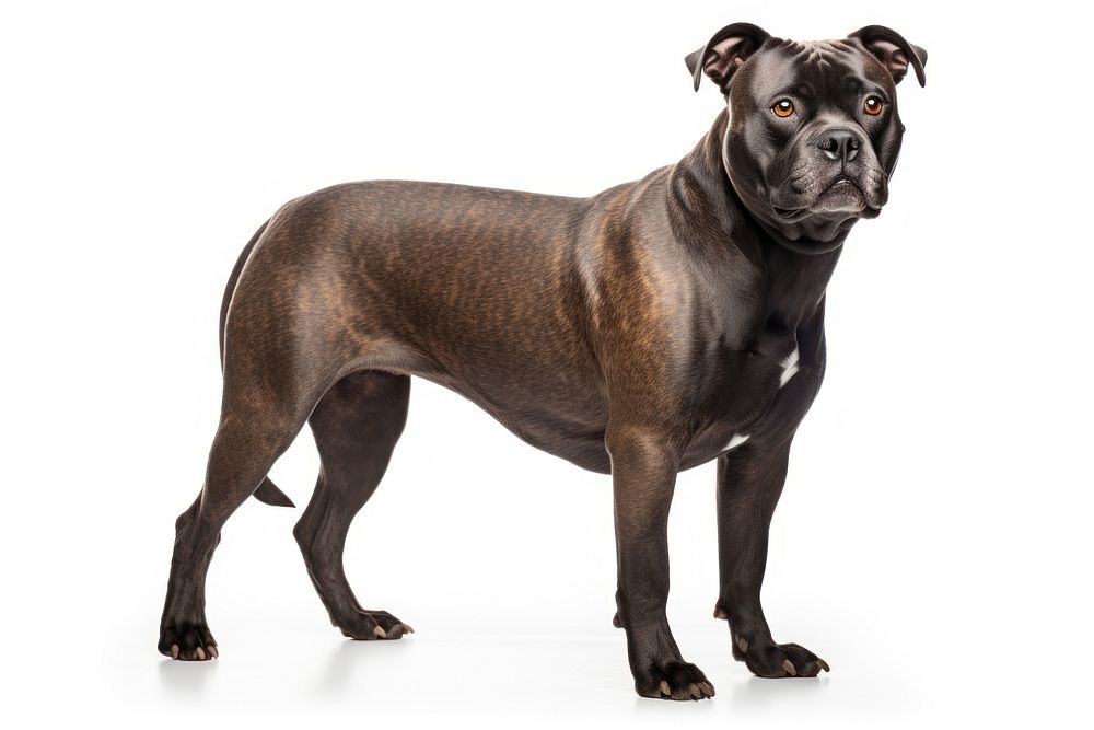 Dog bulldog mammal animal. AI generated Image by rawpixel.