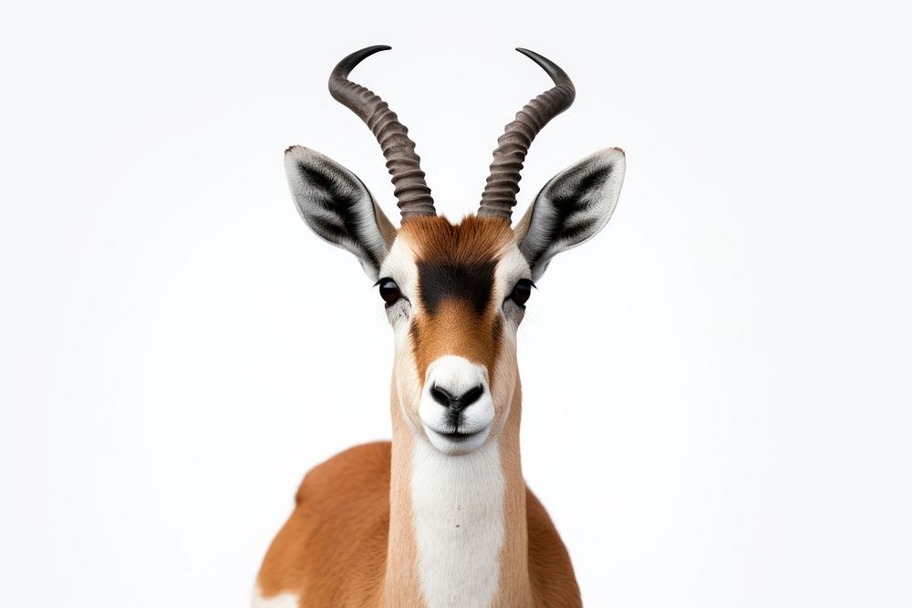 Wildlife animal mammal horn. AI generated Image by rawpixel.