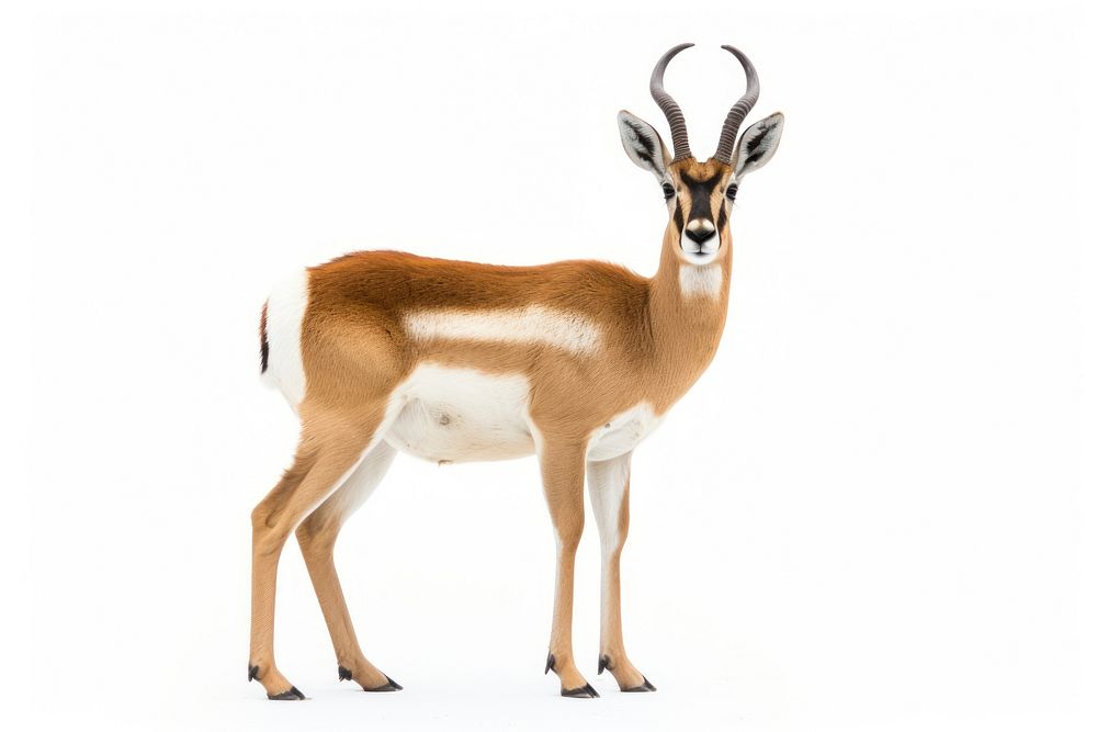 Wildlife animal mammal horn. AI generated Image by rawpixel.