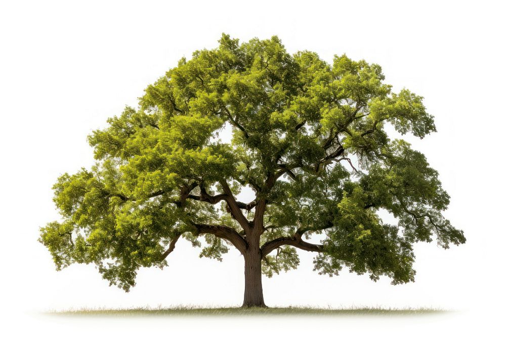 Tree plant oak white background. AI generated Image by rawpixel.