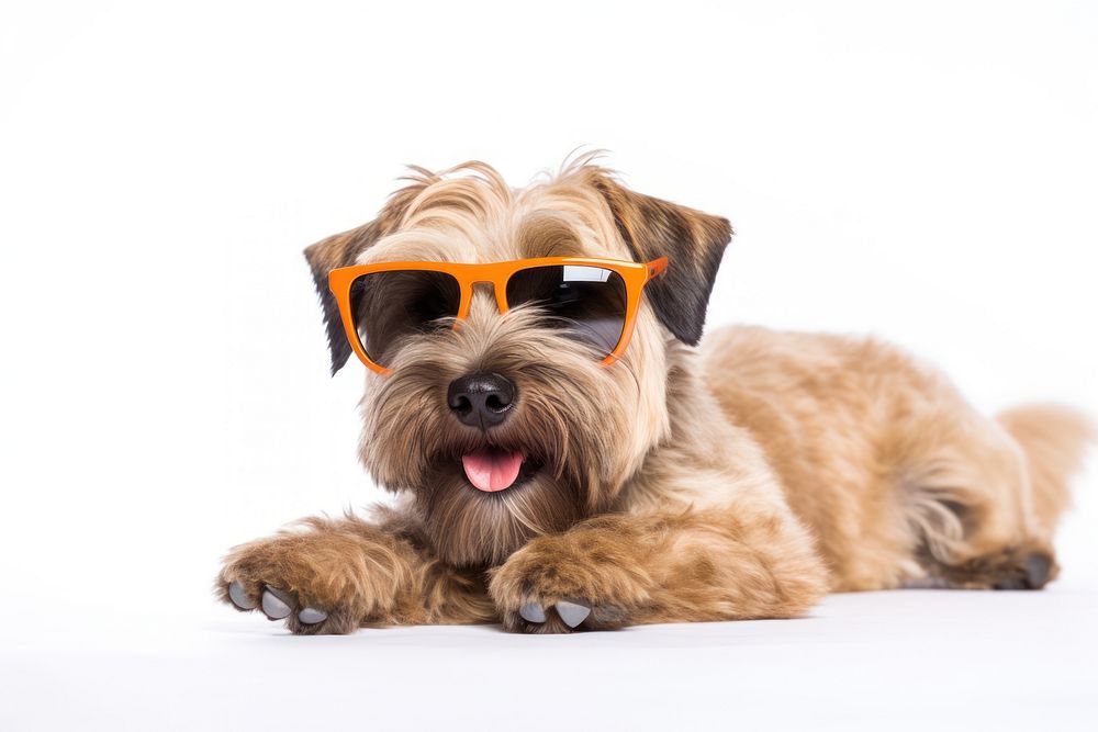 Sunglasses terrier mammal animal. AI generated Image by rawpixel.