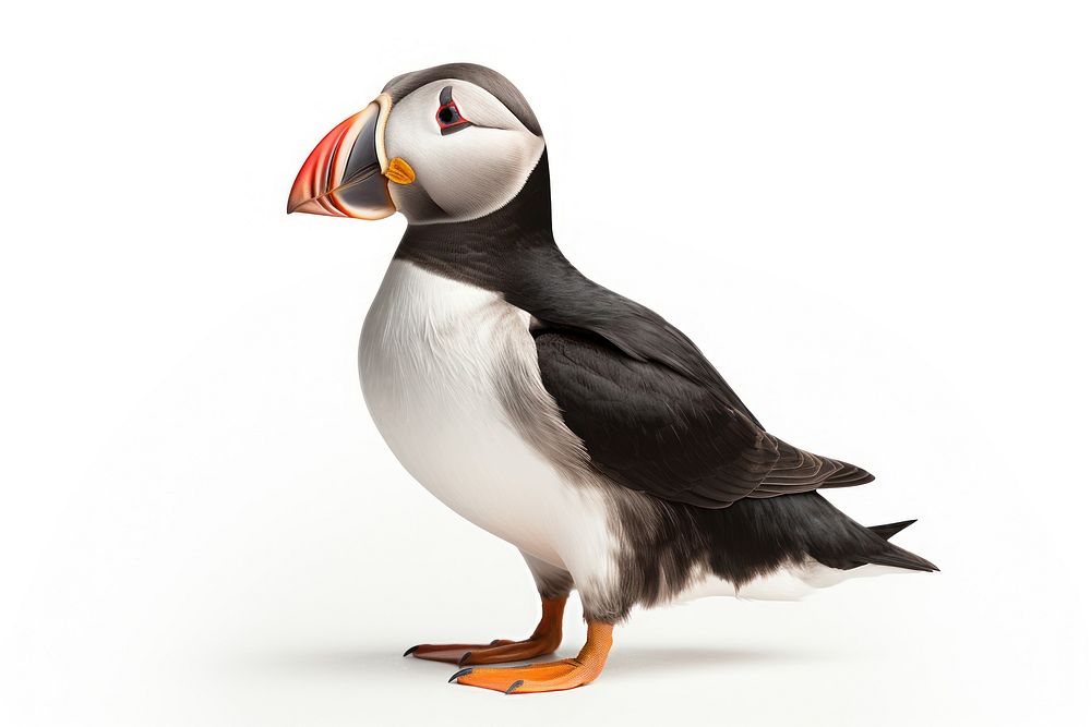Puffin wildlife animal bird. AI generated Image by rawpixel.