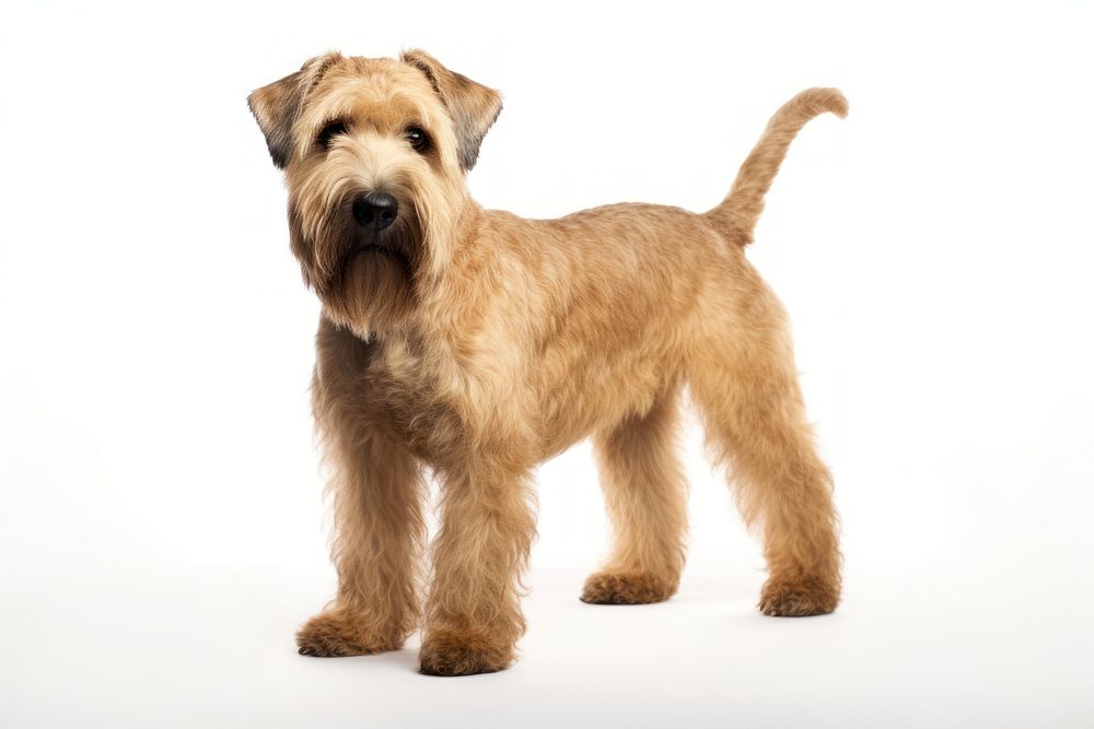 Terrier mammal animal dog. AI generated Image by rawpixel.