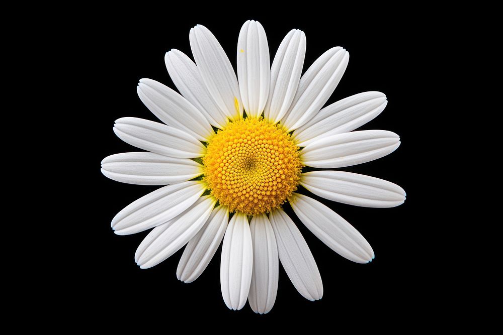 Daisy flower petal plant. 