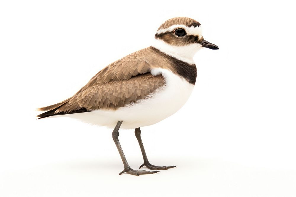Animal bird beak white background. AI generated Image by rawpixel.
