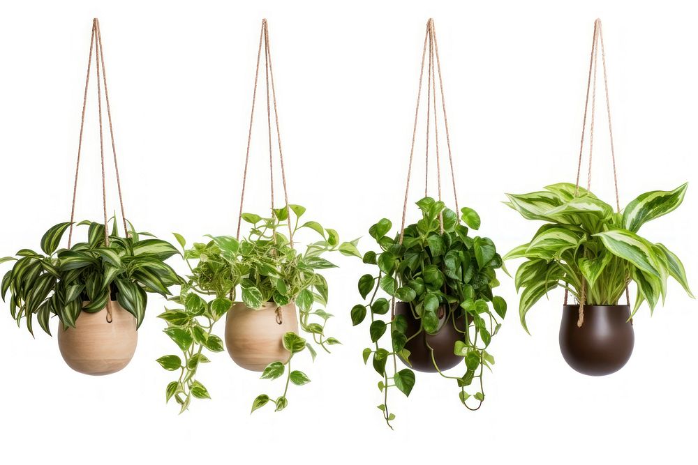 Plant hanging leaf white background. 