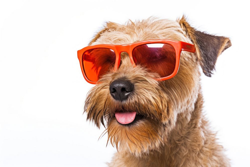 Sunglasses terrier pet mammal. AI generated Image by rawpixel.
