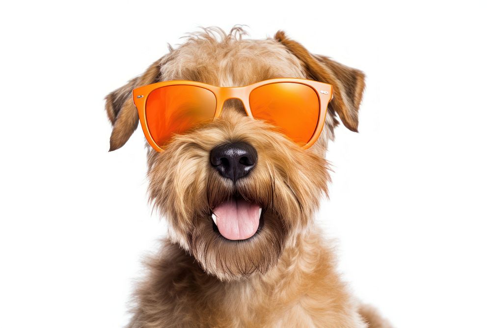Sunglasses terrier mammal animal. AI generated Image by rawpixel.