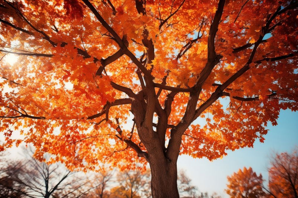 Tree leaf autumn plant. 