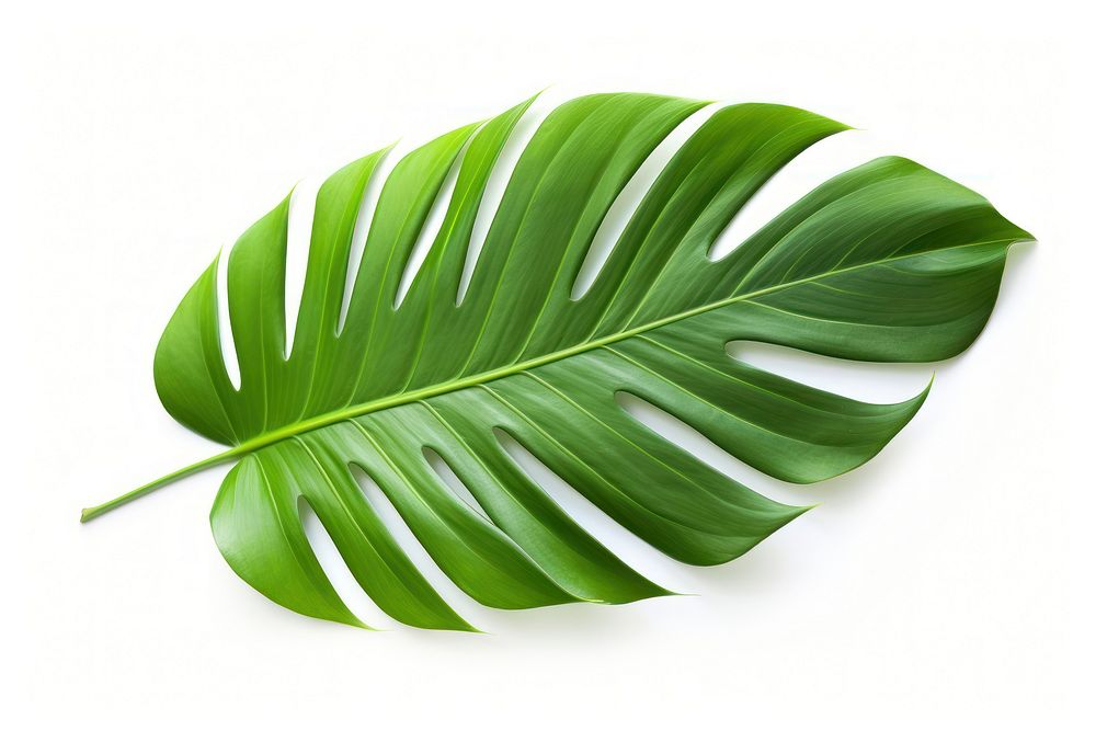 Leaf nature plant green. AI generated Image by rawpixel.