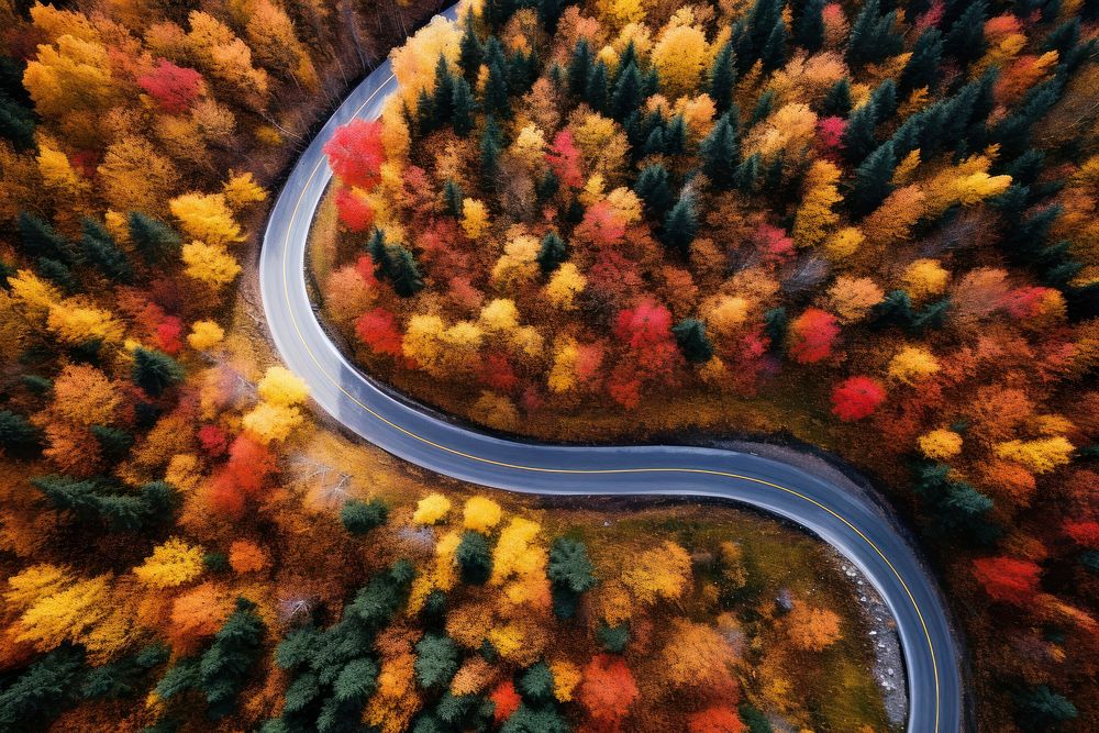 Forest road outdoors nature. 