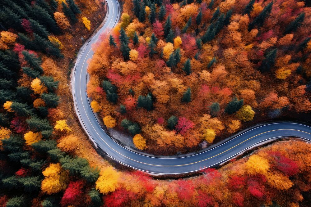 Forest road outdoors nature. 