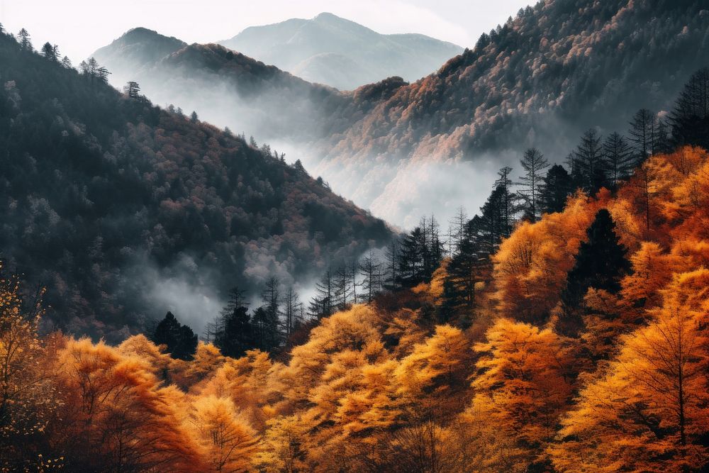 Mountain autumn vegetation outdoors. 