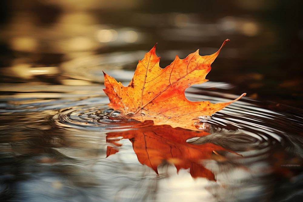Leaf outdoors autumn nature. AI generated Image by rawpixel.