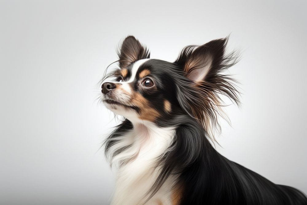 Chihuahua papillon portrait spaniel. AI generated Image by rawpixel.