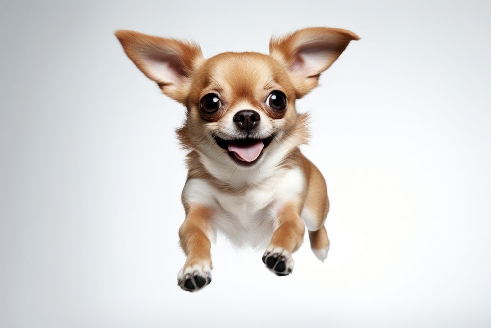 Chihuahua portrait mammal animal. AI generated Image by rawpixel.