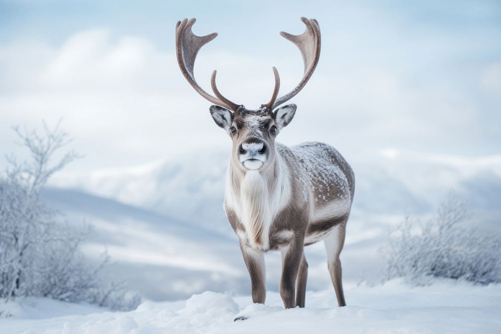 Wildlife animal mammal antler. 