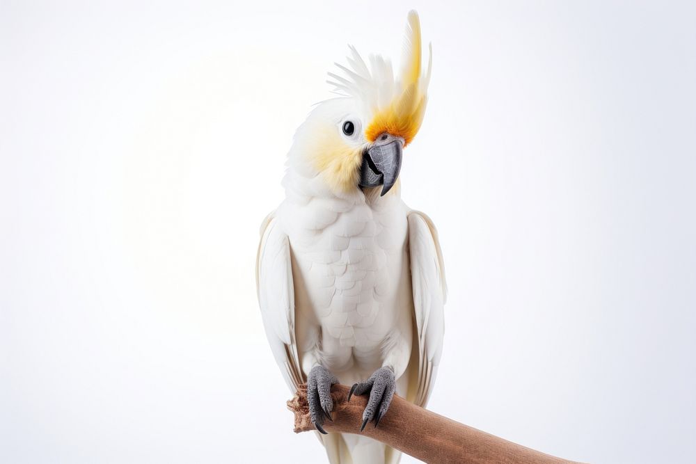 Cockatoo parrot bird animal. AI generated Image by rawpixel.