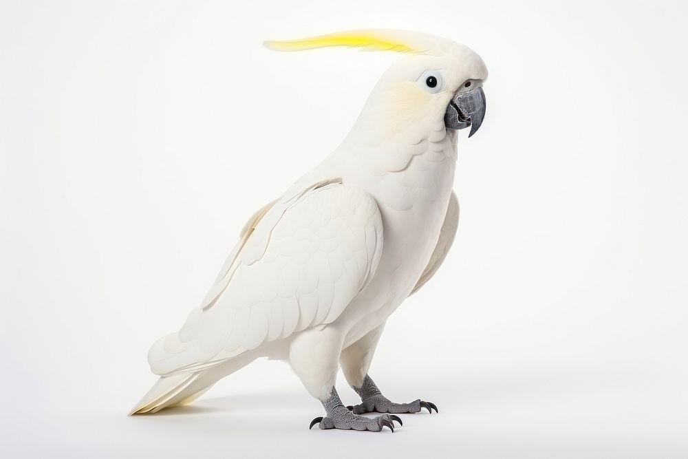 Cockatoo parrot bird animal. AI generated Image by rawpixel.