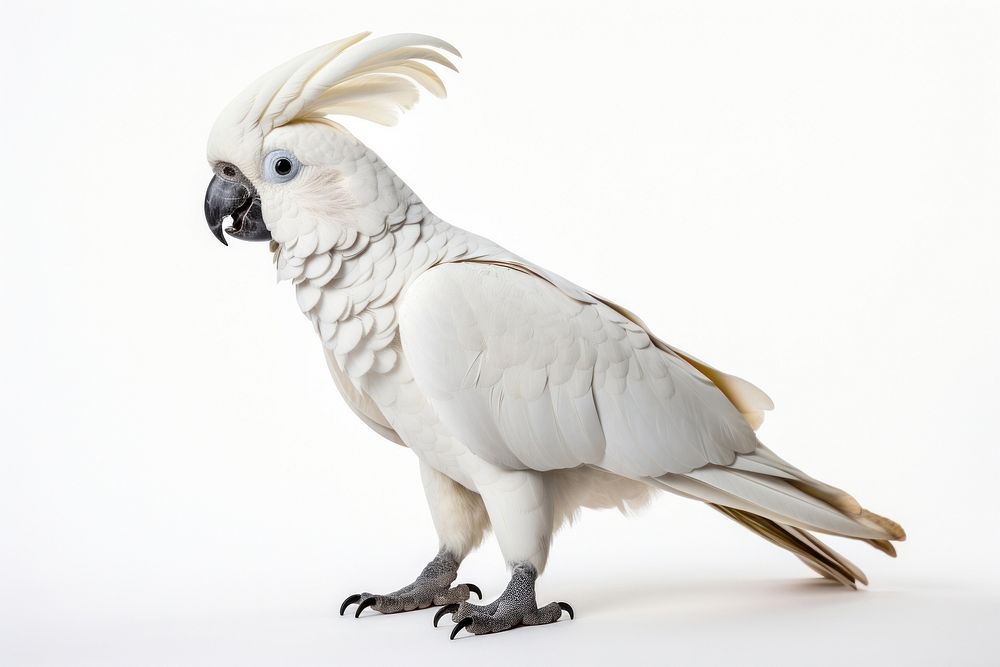 Cockatoo parrot bird animal. 