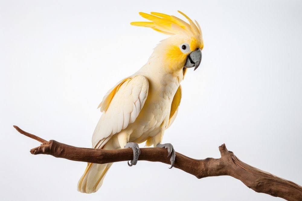 Cockatoo bird parrot animal. AI generated Image by rawpixel.