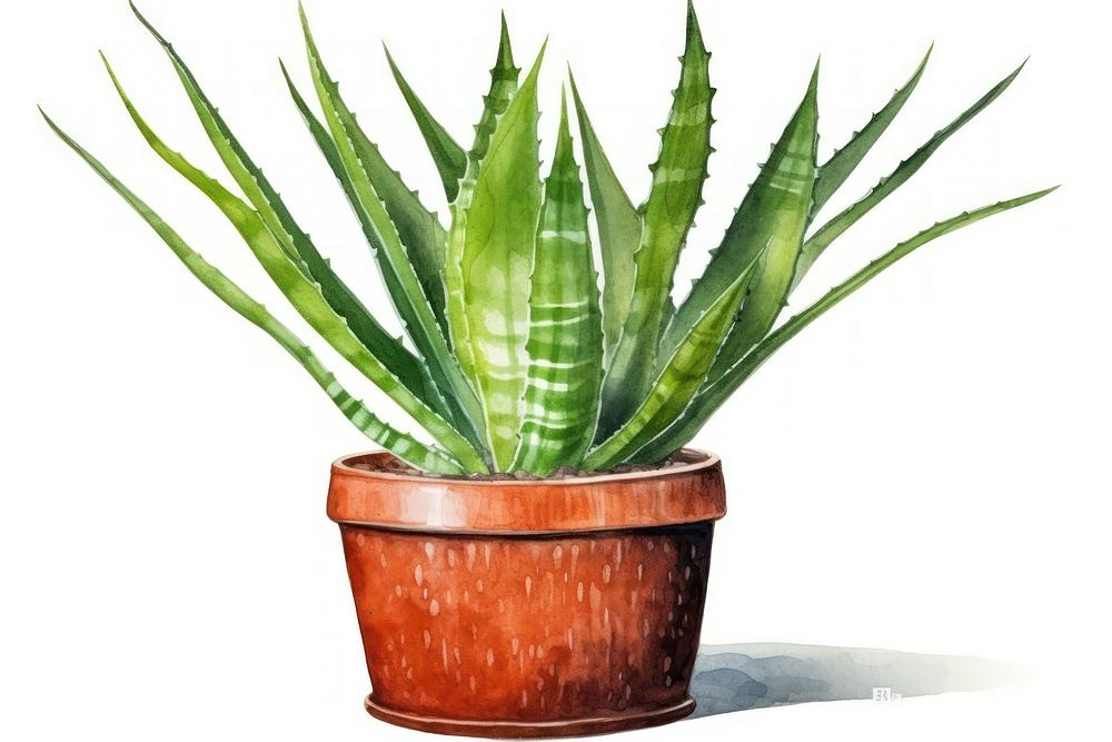 Aloe plant xanthorrhoeaceae houseplant. AI generated Image by rawpixel.