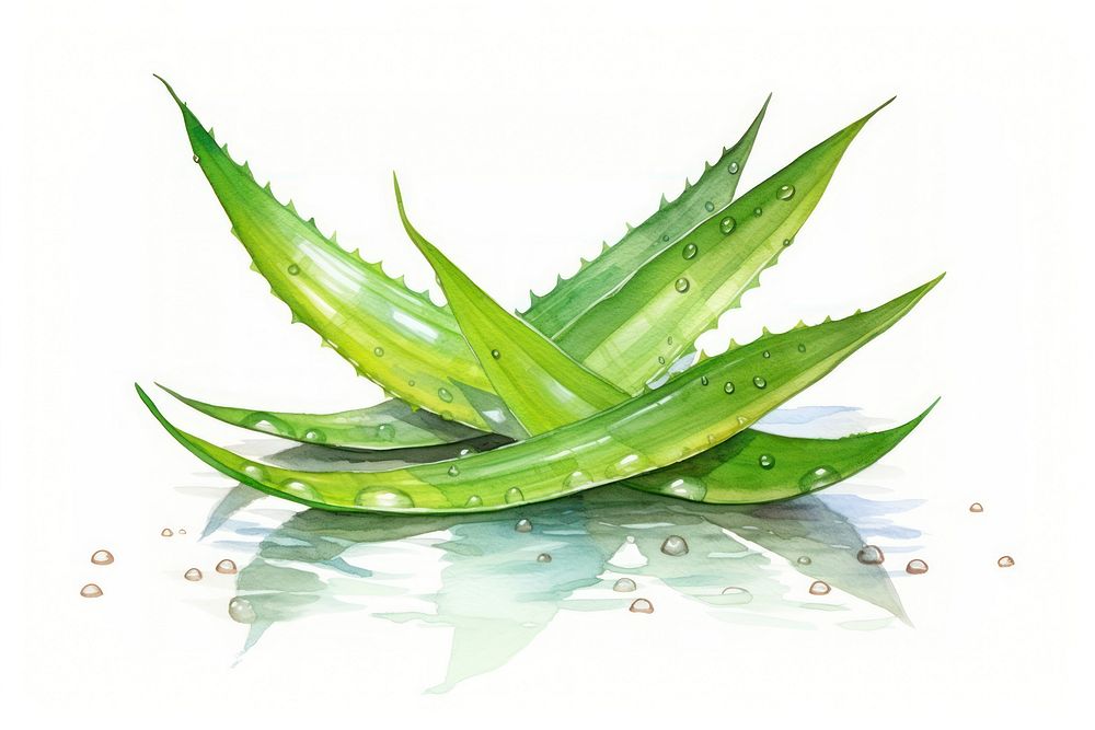 Aloe plant freshness medicine. AI generated Image by rawpixel.
