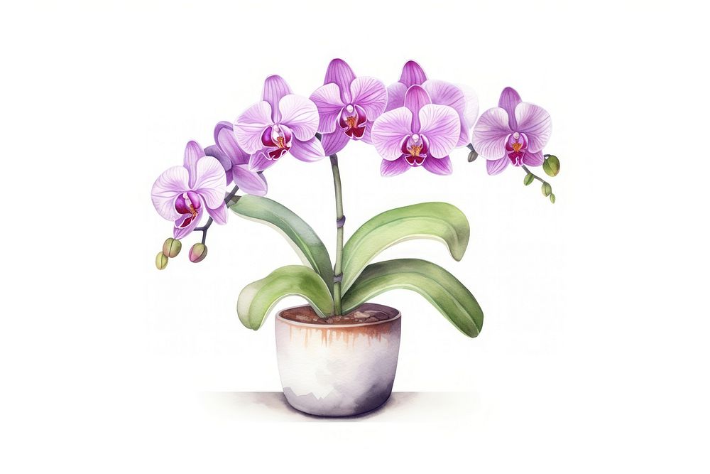 Orchid plant flower white background. AI generated Image by rawpixel.