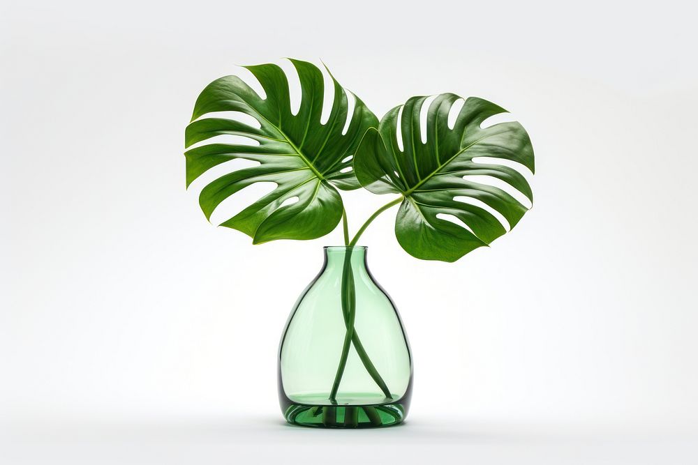 Plant glass leaf vase. AI generated Image by rawpixel.