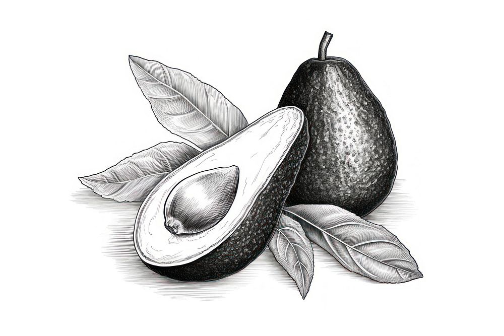 Avocado sketch fruit plant. AI generated Image by rawpixel.