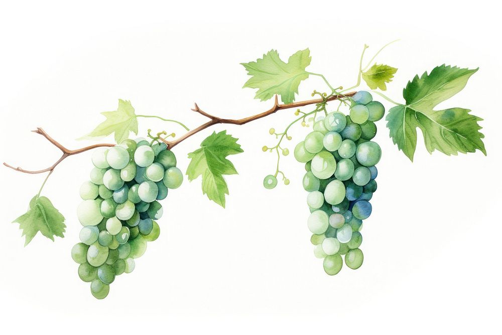 Vine grapes fruit plant. AI generated Image by rawpixel.