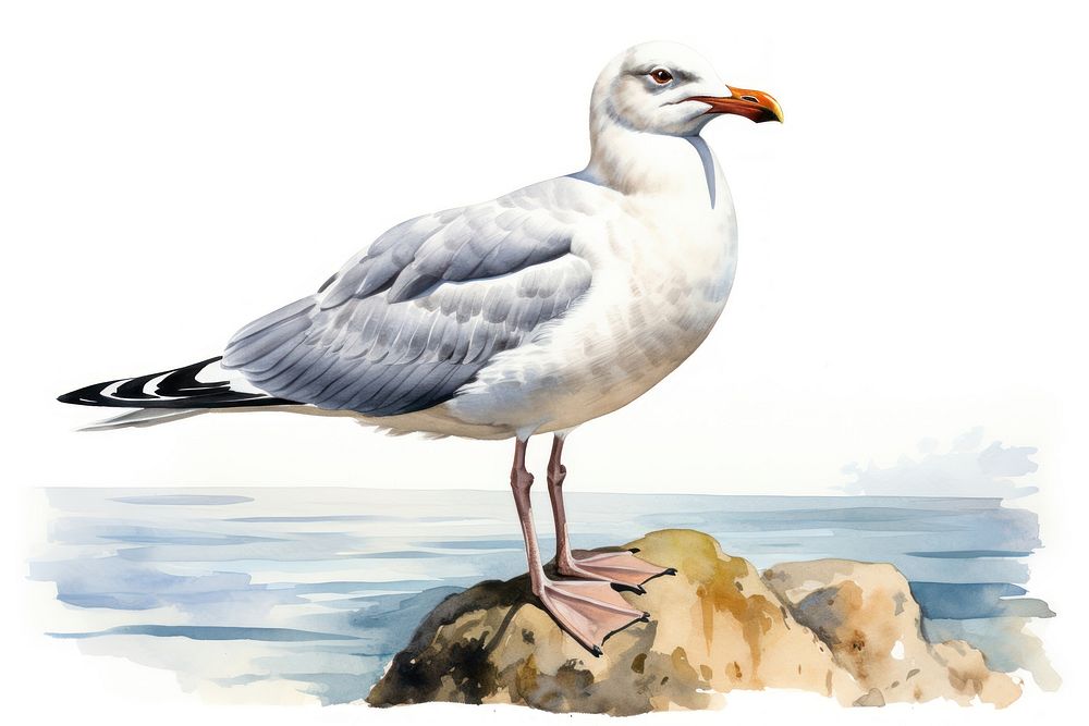 Seagull animal bird beak. AI generated Image by rawpixel.