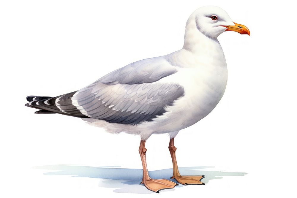 Seagull cartoon animal white. AI generated Image by rawpixel.