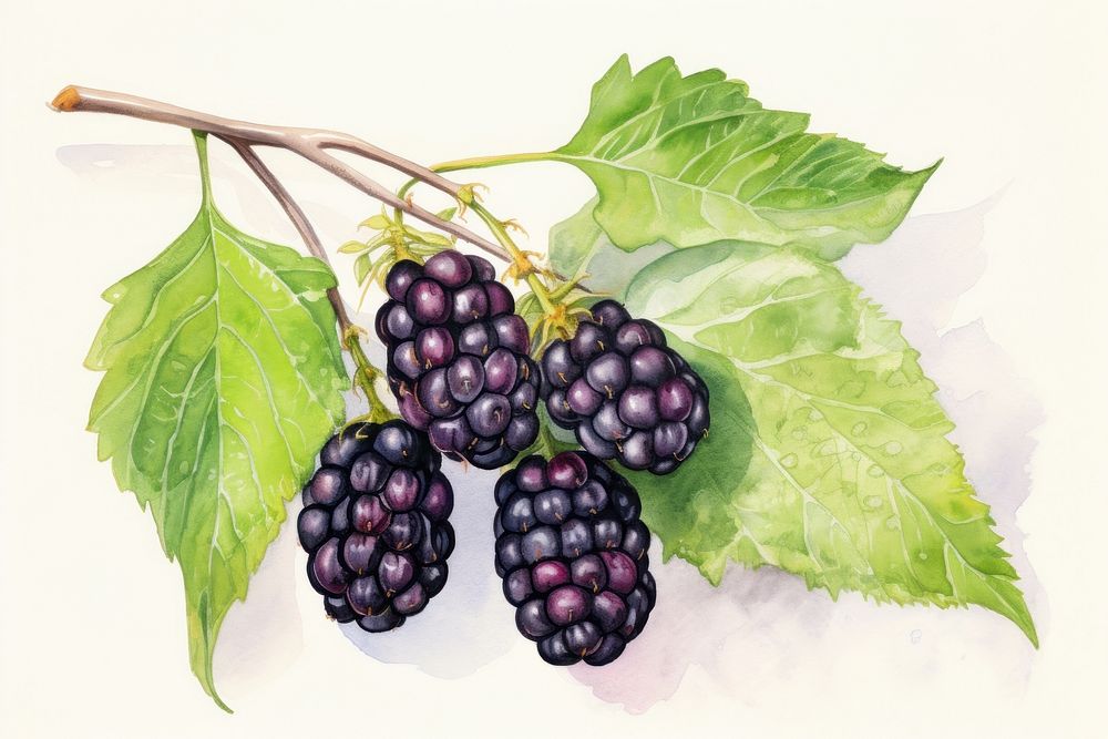 Berry blackberry fruit plant. AI generated Image by rawpixel.