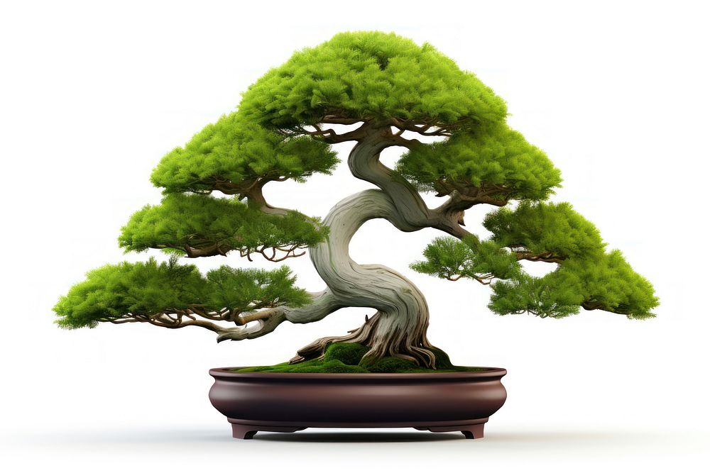 Bonsai tree plant white background. 