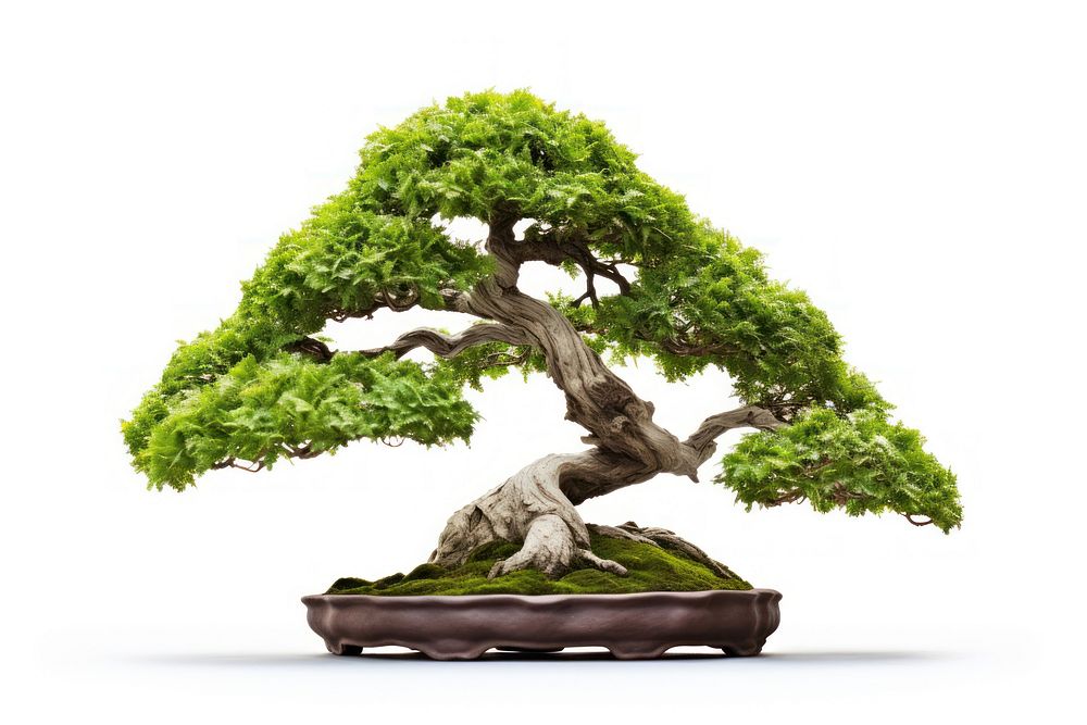 Bonsai tree plant white background. AI generated Image by rawpixel.